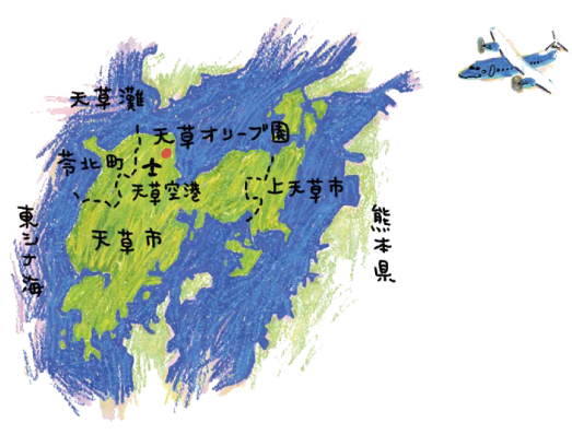 天草オリーブのはじまり 天草オリーブ園avilo